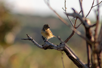 sparrow on branch