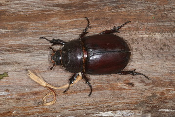 Oryctes nasicornis Nashornkäfer , Weibchen DE, Leverkusen-Opladen 20.05.2012