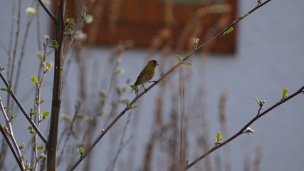 Erlenzeisig im Frühling auf einem Ast sitzend
