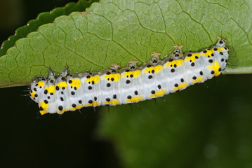Diloba caeruleocephala (LINNAEUS, 1758) - Blaukopf