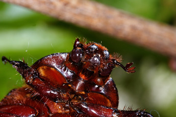 Oryctes nasicornis Nashornkäfer , Weibchen DE, Leverkusen-Opladen 20.05.2012