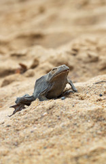 Dead frog on the sand
