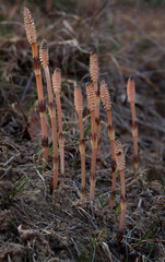 Equisetum arvense