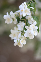 Aubépines. / Hawthorns.