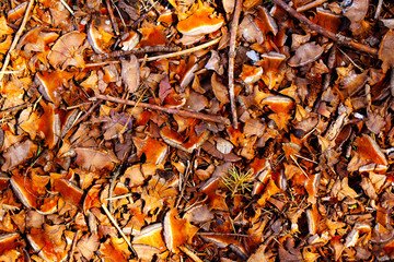 autumn leaves on ground