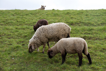 gras fressende schafe auf einer weide in rhede ems emsland deutschland fotografiert draußen während eines spaziergangs an einem bewölkten tag