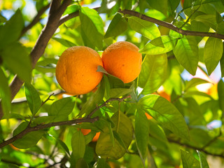 Fresh organic oranges on the tree.