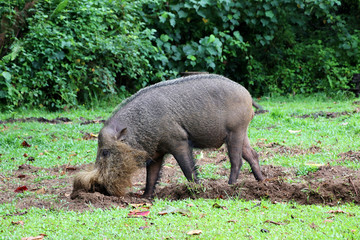 Bornean bearded pig (Sus barbatus) - Borneo Malaysia Asia