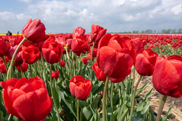 Naklejka premium Tulips