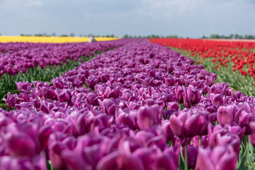 Tulips