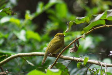bird on a branch