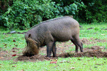 Bornean bearded pig (Sus barbatus) - Borneo Malaysia Asia