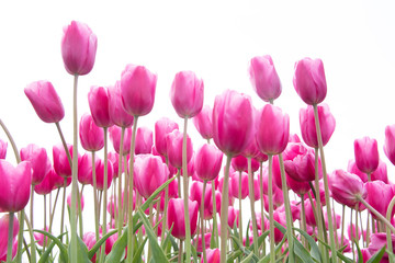 Obraz premium Tulips