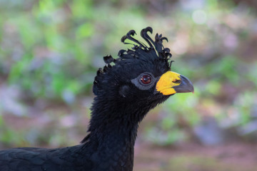 portrait of peacock