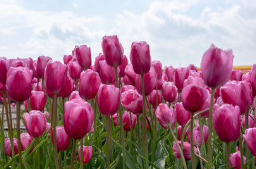Tulips