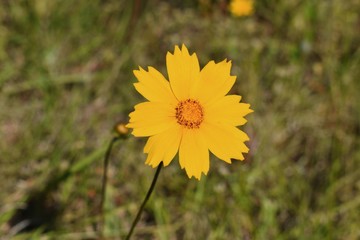 yellow flowers in the garden