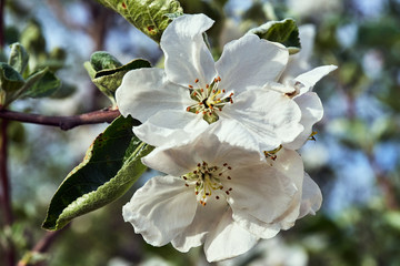 White flowers blooming on a fruit tree during spring in Poland.