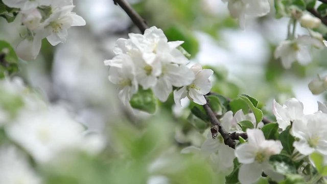 Blooming branch of apple tree in spring with light wind. Blossoming apple with beautiful white flowers, selective focus.
