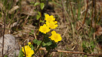 Sumpfdotterblume am Teich, voll aufgeblüht