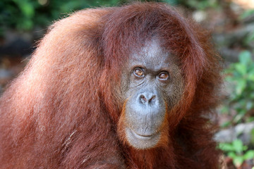 Borneo-Orang-Utan (Pongo pygmaeus) - Semenggoh Borneo Malaysia Asia