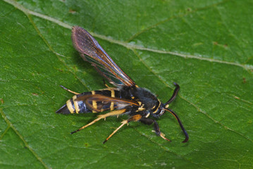 Paranthrene tabaniformis (ROTTEMBURG, 1775) Kleiner Pappel-Glasflügler DE, Leverkusen-Opladen 26.05.2012