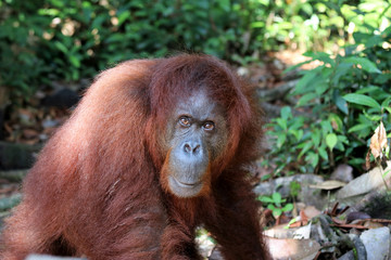 Borneo-Orang-Utan (Pongo pygmaeus) - Semenggoh Borneo Malaysia Asia