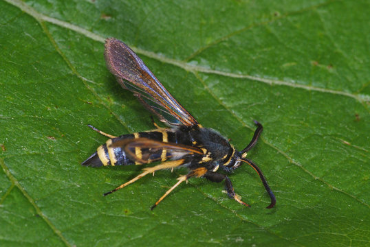Paranthrene tabaniformis (ROTTEMBURG, 1775) Kleiner Pappel-Glasfl&uuml;gler DE, Leverkusen-Opladen 26.05.2012