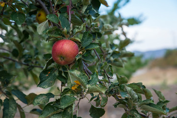 single red apple on branch
