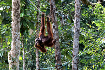 Borneo-Orang-Utan (Pongo pygmaeus) - Semenggoh Borneo Malaysia Asia