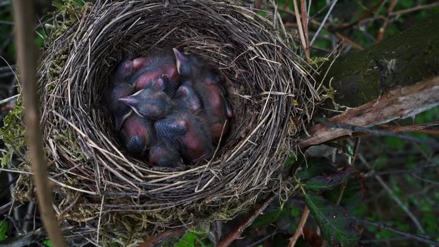 Blackbird chicks in the nest - (4K)