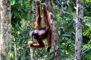 Borneo-Orang-Utan (Pongo pygmaeus) - Semenggoh Borneo Malaysia Asia