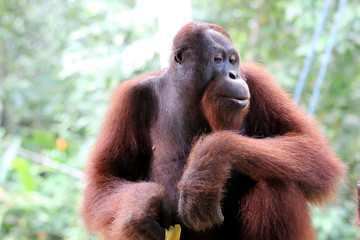 Borneo-Orang-Utan (Pongo pygmaeus) - Semenggoh Borneo Malaysia Asia