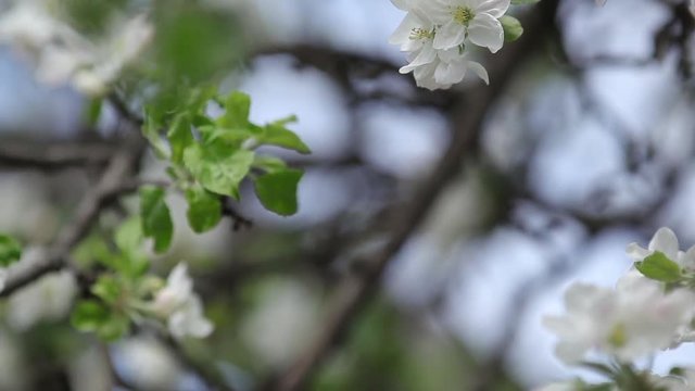 Blooming branch of apple tree in spring with light wind. Blossoming apple with beautiful white flowers, selective focus.