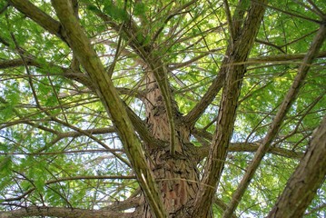 Looking up through the trees 
