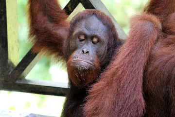 Borneo-Orang-Utan (Pongo pygmaeus) - Semenggoh Borneo Malaysia Asia