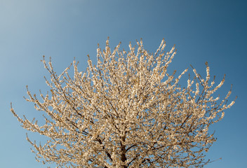 Low angle view of a flowered tree in springtime against a clear blue sky background, Piedmont, Italy