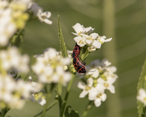 Insects on flower