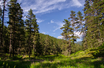 Fototapeta na wymiar pine forests on a sunny summer day. Koroglu Mountain Bolu in Turkey