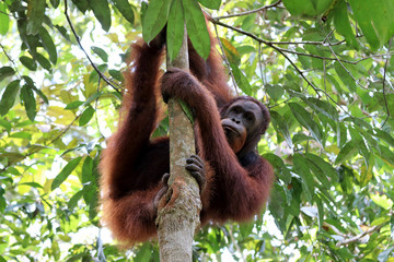 Borneo-Orang-Utan (Pongo pygmaeus) - Semenggoh Borneo Malaysia Asia