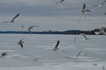 flock of black-headed gulls