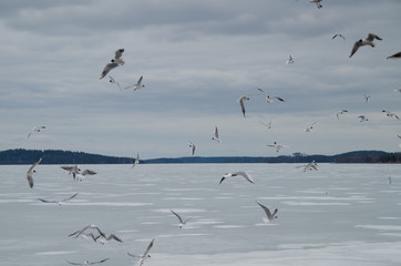 flock of black-headed gulls