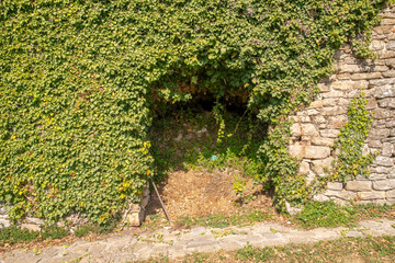 Close-up of an ancient stone wall green ivy (Hedera) covered with an arch on an old footpath, Bossolasco, Langhe, Piedmont, Italy 