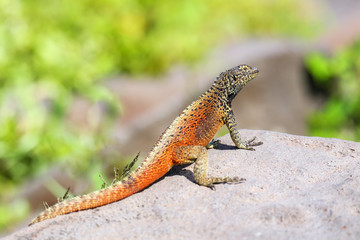 Male Hood lava lizard on Espanola Island, Galapagos National park, Ecuador