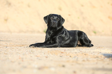 Labrador am Strand