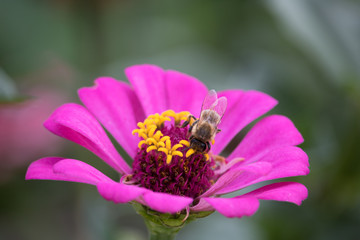 Bee on a flower closeup