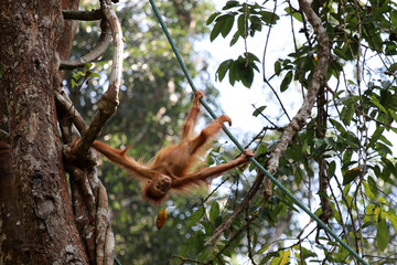 Borneo-Orang-Utan (Pongo pygmaeus) - Semenggoh Borneo Malaysia Asia