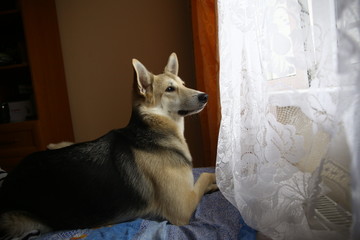 Cute shepherd dog looking out window inside the house