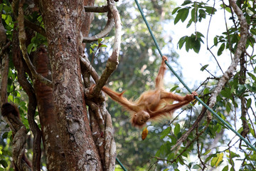 Obraz premium Borneo-Orang-Utan (Pongo pygmaeus) - Semenggoh Borneo Malaysia Asia