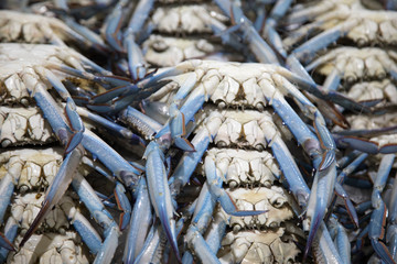 Blaue Krabben