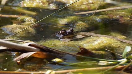 Erdkröte im Algenteppich schaut aus dem Wasser